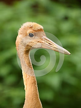 The red-crowned crane bird baby