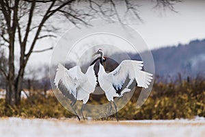 Red-crowned crane bird