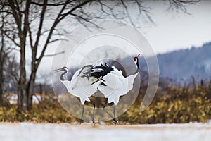 Red-crowned crane bird