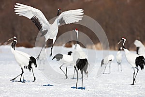 Red-crowned crane bird dancing on snow and flying in Kushiro, Hokkaido island, Japan in winter season