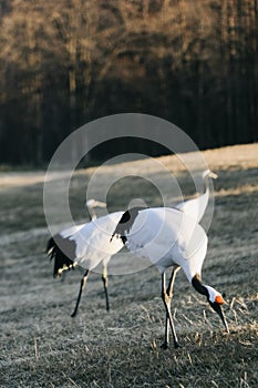 Red-crowned crane bird from Kushiro, Hokkaido in winter season.