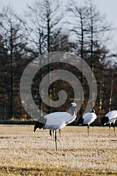 Red-crowned crane bird from Kushiro, Hokkaido in winter season.