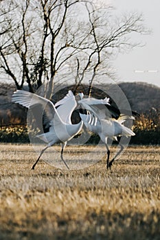 Red-crowned crane bird from Kushiro, Hokkaido in winter season.