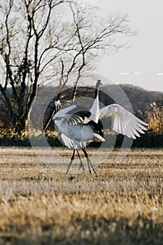 Red-crowned crane bird from Kushiro, Hokkaido in winter season.