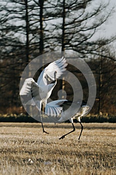 Red-crowned crane bird from Kushiro, Hokkaido in winter season.