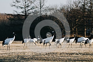 Red-crowned crane bird from Kushiro, Hokkaido in winter season.