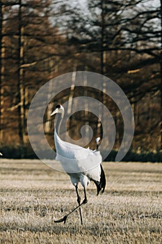 Red-crowned crane bird from Kushiro, Hokkaido in winter season.