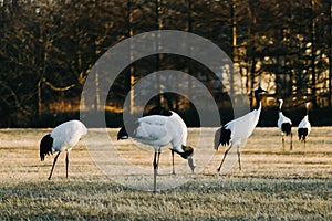 Red-crowned crane bird from Kushiro, Hokkaido in winter season.