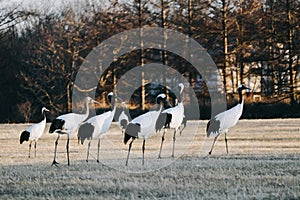 Red-crowned crane bird from Kushiro, Hokkaido in winter season.