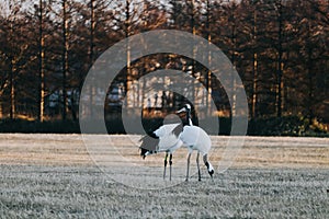 Red-crowned crane bird from Kushiro, Hokkaido in winter season.