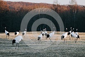 Red-crowned crane bird from Kushiro, Hokkaido in winter season.