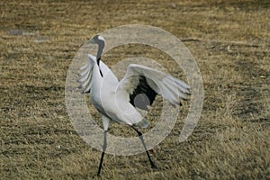 Red-crowned crane bird from Kushiro, Hokkaido in winter season.