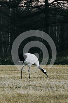 Red-crowned crane bird from Kushiro, Hokkaido in winter season.