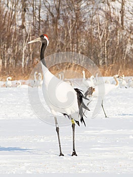 Red-crowned Crane in bird sanctuary, Kushiro, Japan