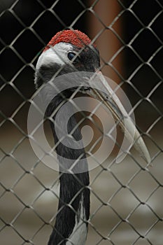 A Red Crowned Crane in a cage