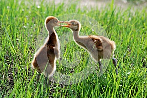 Red-crowned crane chicks