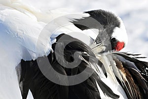 Red-crowned Crane, Chinese Kraanvogel, Grus japonensis