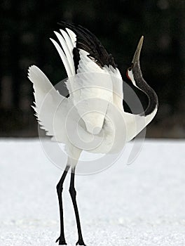 Red-crowned Crane, Chinese Kraanvogel, Grus japonensis