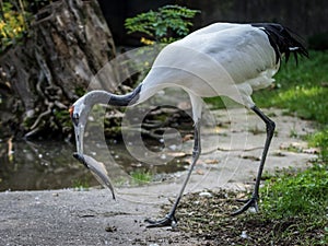 Red-crowned crane eating a fish