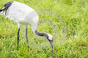 Red-Crowned Crane Feeding