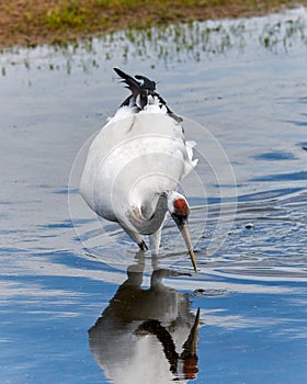 The red - crowned crane is fishing in lake.
