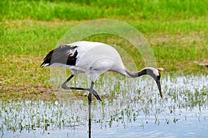 The red - crowned crane is fishing in wetland.