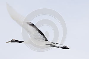 Red-crowned crane in flight