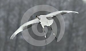 The red-crowned crane in flight. Front view. Scientific name: Grus japonensis, also called the Japanese crane or Manchurian crane