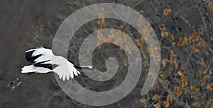 The red-crowned crane in flight. Japanese crane or Manchurian crane.
