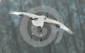 The red-crowned crane in flight. Scientific name: Grus japonensis, also called the Japanese crane or Manchurian crane