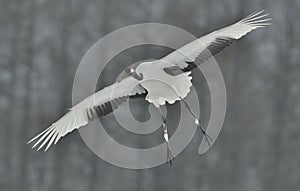 The red-crowned crane in flight. Scientific name: Grus japonensis, also called the Japanese crane or Manchurian crane