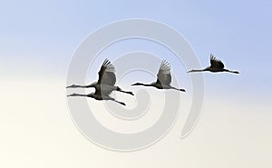 Red-crowned Crane flying