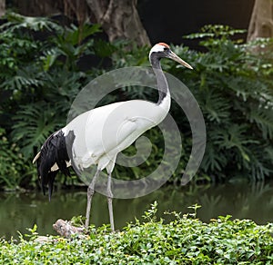 Red-Crowned crane flying