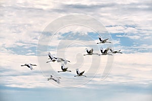 The red-crowned crane group is flying in sky.