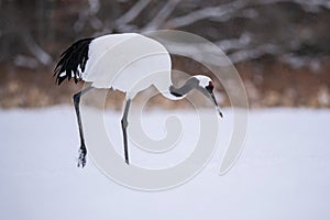 The Red-crowned crane, Grus japonensis