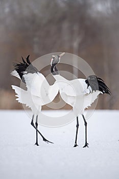 The Red-crowned crane, Grus japonensis