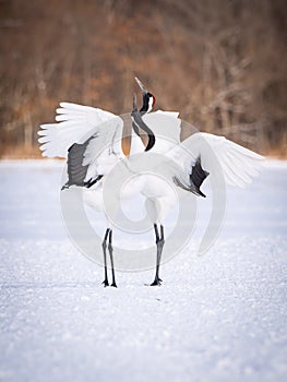 The Red-crowned crane, Grus japonensis