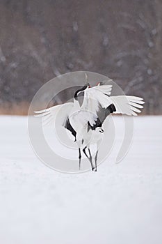 The Red-crowned crane, Grus japonensis