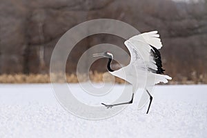 The Red-crowned crane, Grus japonensis