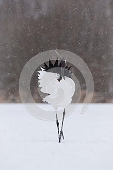 The Red-crowned crane, Grus japonensis