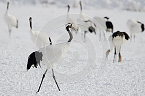 Red-crowned crane Grus japonensis