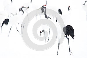 Red-crowned crane Grus japonensis