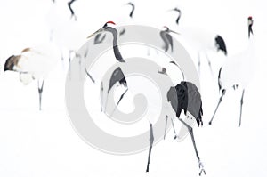 Red-crowned crane Grus japonensis