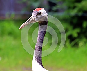 The red-crowned crane (Grus japonensis), photo