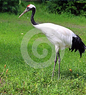 The red-crowned crane (Grus japonensis), photo