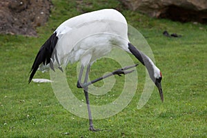 Red-crowned crane Grus japonensis