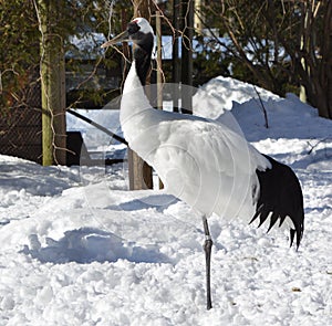 The red-crowned crane Grus japonensis photo