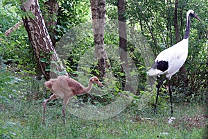 Japanese red crowned crane bird with young chick walking in forest