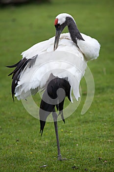 Red-crowned crane Grus japonensis photo