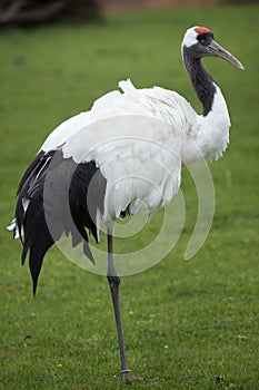 Red-crowned crane Grus japonensis photo